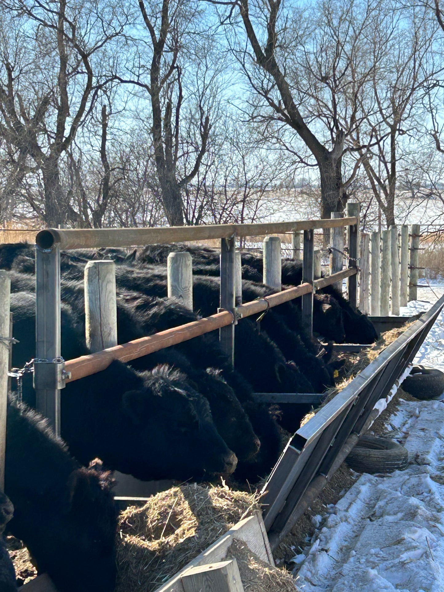 Fenceline Bottomless Feedbunks